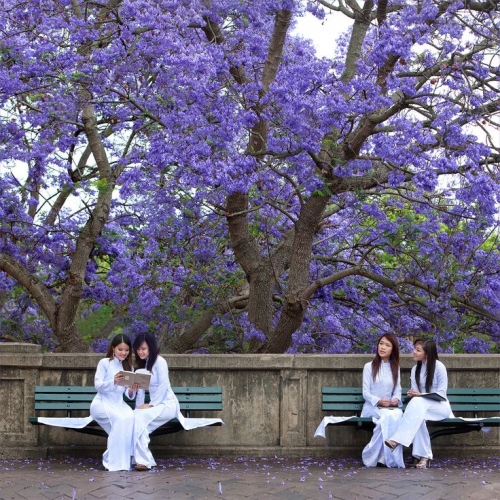 Phượng tím hoàng hôn