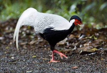 Sự thật pháp lý sau vụ án gà lôi trắng: Một sự thay đổi nhỏ trong Thông tư, khác biệt lớn về số phận con người